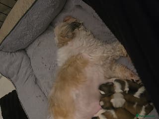 Shih Tzu dogs 3 chunky beautiful boy avaliable - Advert 1