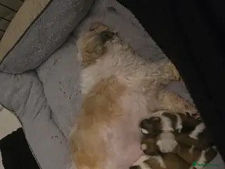 Shih Tzu dogs 3 chunky beautiful boy avaliable - Advert 3