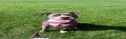 Mixed Breed dogs for sale: Staffy cross Belgium Shepard puppys  in Gosport - Advert 8