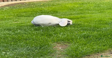 English Lop rabbits Flip Male Lop Kind, Loyal, Caring - Advert 2
