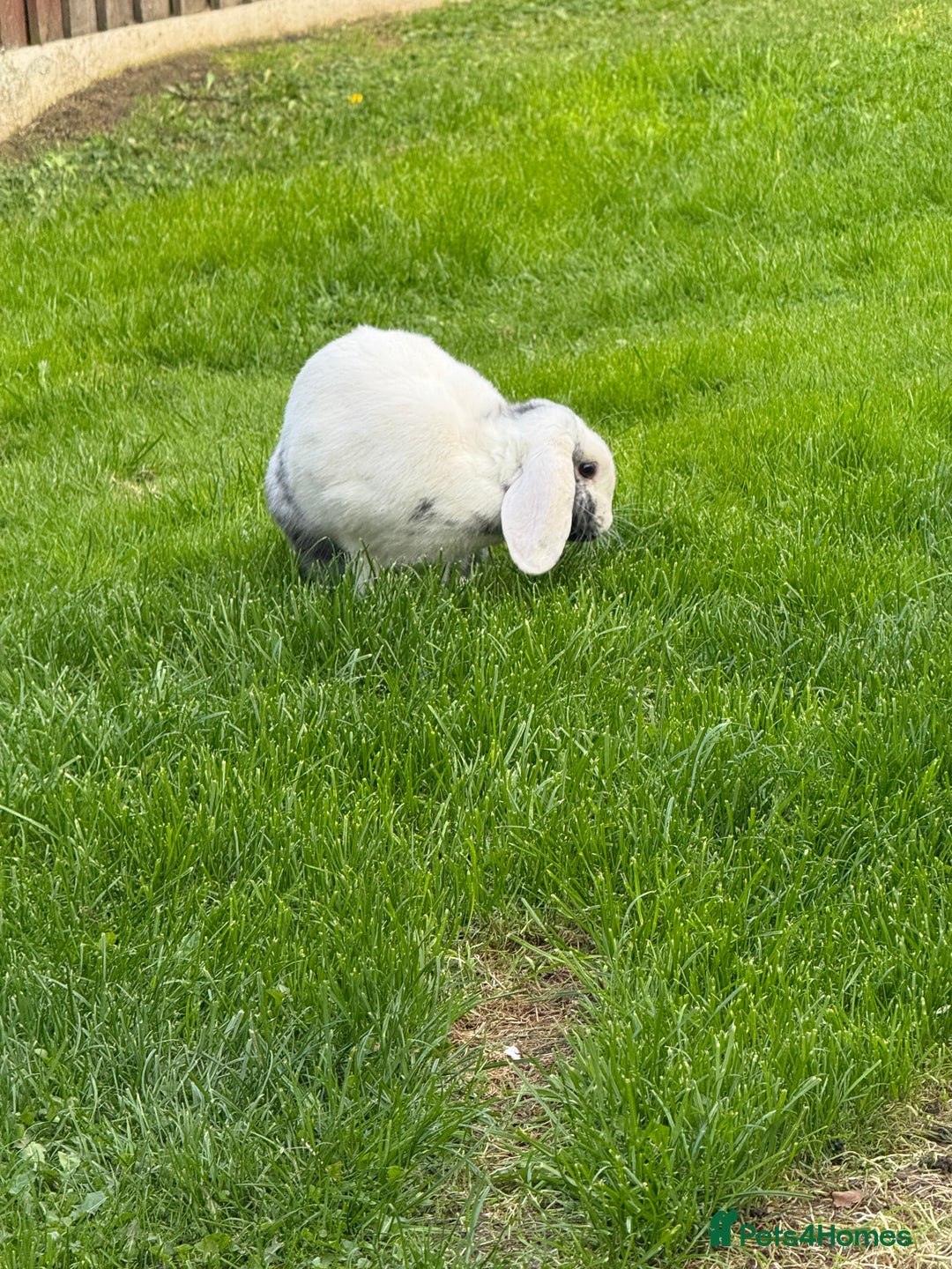 English Lop rabbits for sale: Flip Male Lop Kind, Loyal, Caring - Advert 3