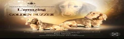 Miniature Dachshund dogs for sale: Long haired Miniature Dachshunds - Advert 19
