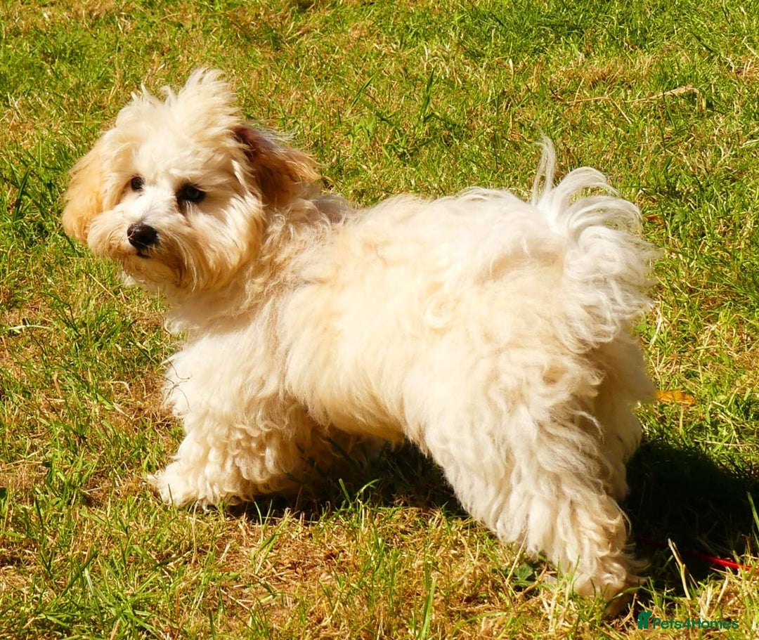 Maltipoo dogs for sale: Maltipoo pups  - Advert 13