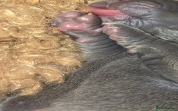 Mixed Breed dogs for sale: Chaffy puppies - Image 3
