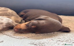 Miniature Dachshund dogs for sale: ❤️❤️⭐️Miniature dachshund⭐️❤️❤️ - Image 10