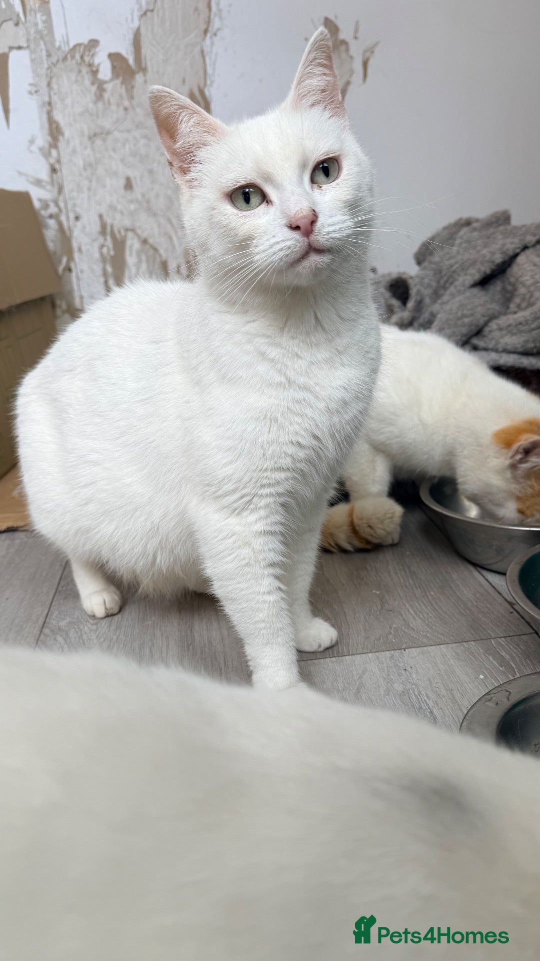 Mixed Breed cats Turkish angora / half ragdoll kittens  - Advert 3