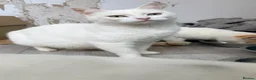 Mixed Breed cats for sale: Turkish angora / half ragdoll kittens  - Advert 1