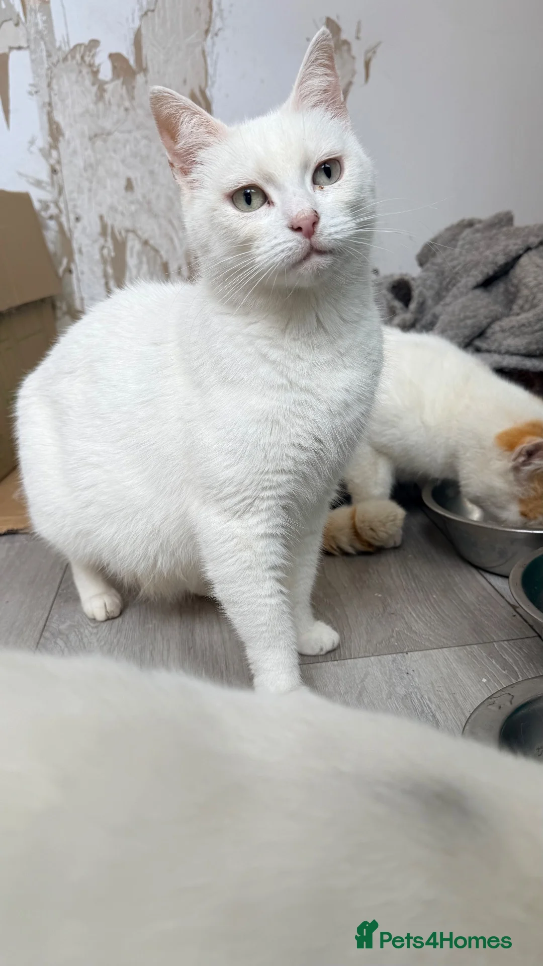 Mixed Breed cats for sale: Turkish angora / half ragdoll kittens  - Advert 1