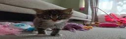 Mixed Breed cats for sale: Adorable kittens for sale  - Advert 7