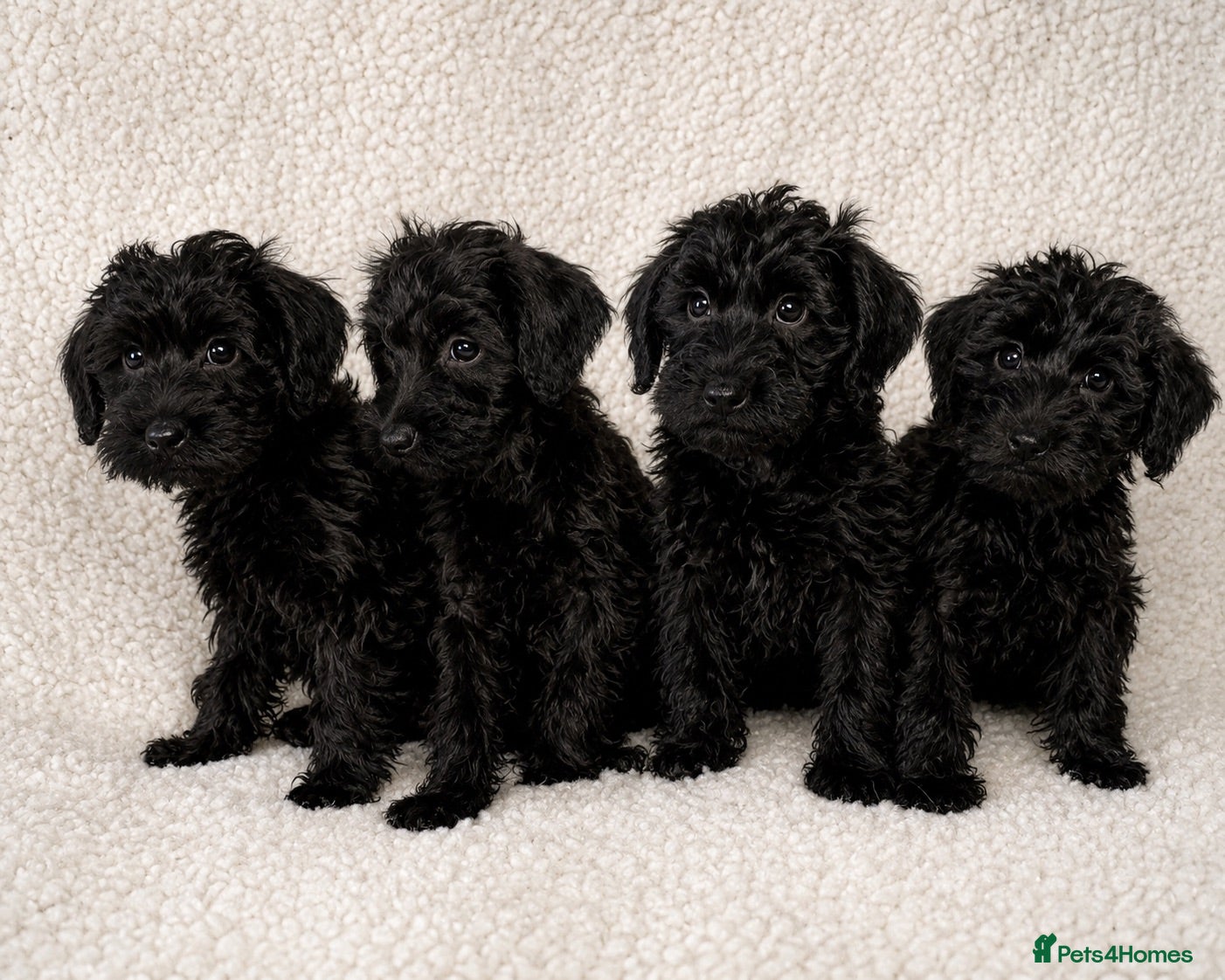 Schnoodle dogs Beautiful Miniature Schnauzer × Toy Poodle Puppies - Advert 1