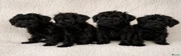 Schnoodle dogs for sale: Beautiful Miniature Schnauzer × Toy Poodle Puppies in Brentwood - Advert 1