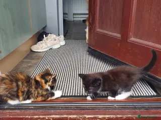 Mixed Breed cats 2 kittens for sale - Advert 3