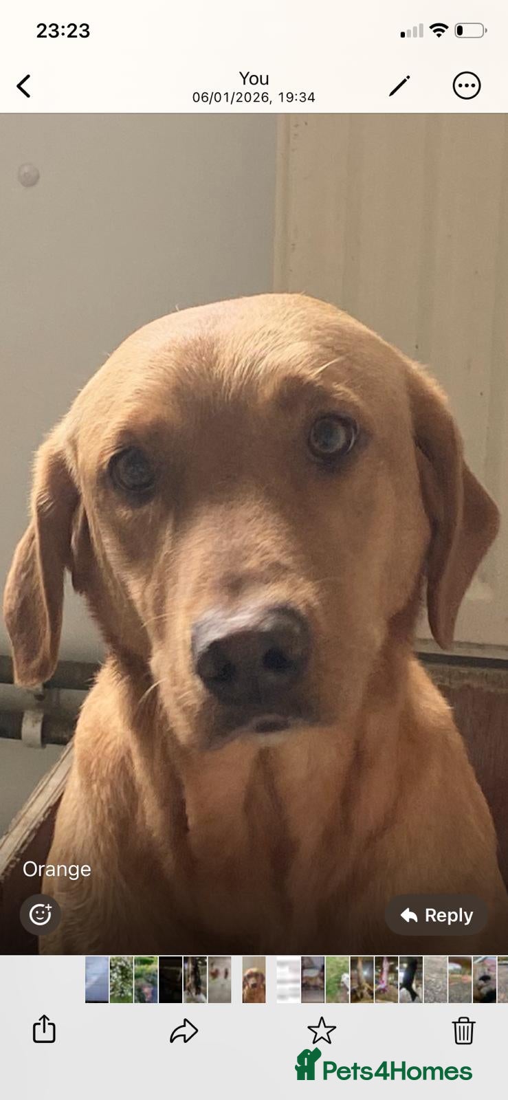 Labrador Retriever dogs Top Quality labrador Puppies - Advert 1