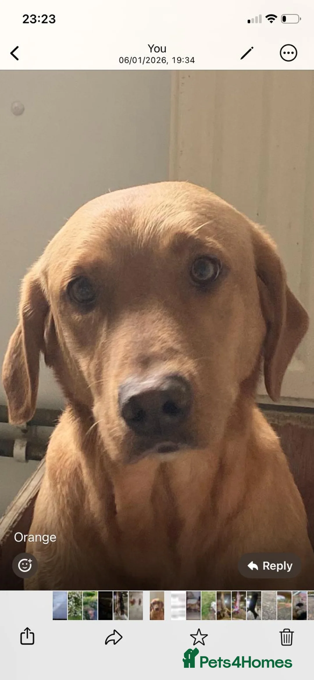 Labrador Retriever dogs for sale: Top Quality labrador Puppies - Advert 1