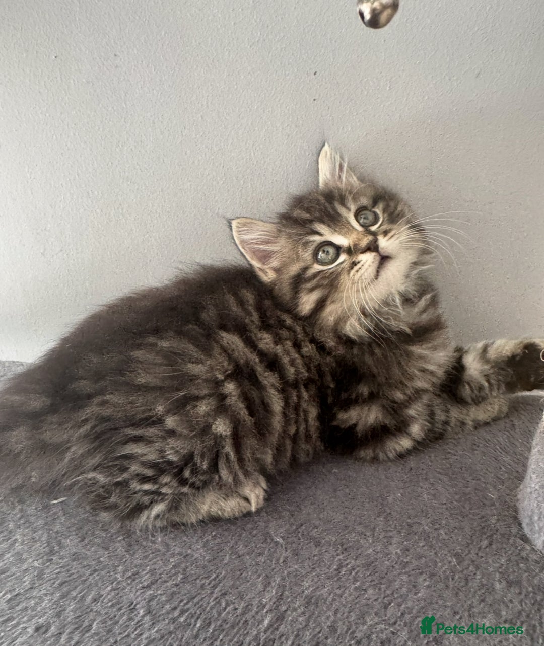 Mixed Breed cats for sale: Maine coon x ragdoll  - Image 19
