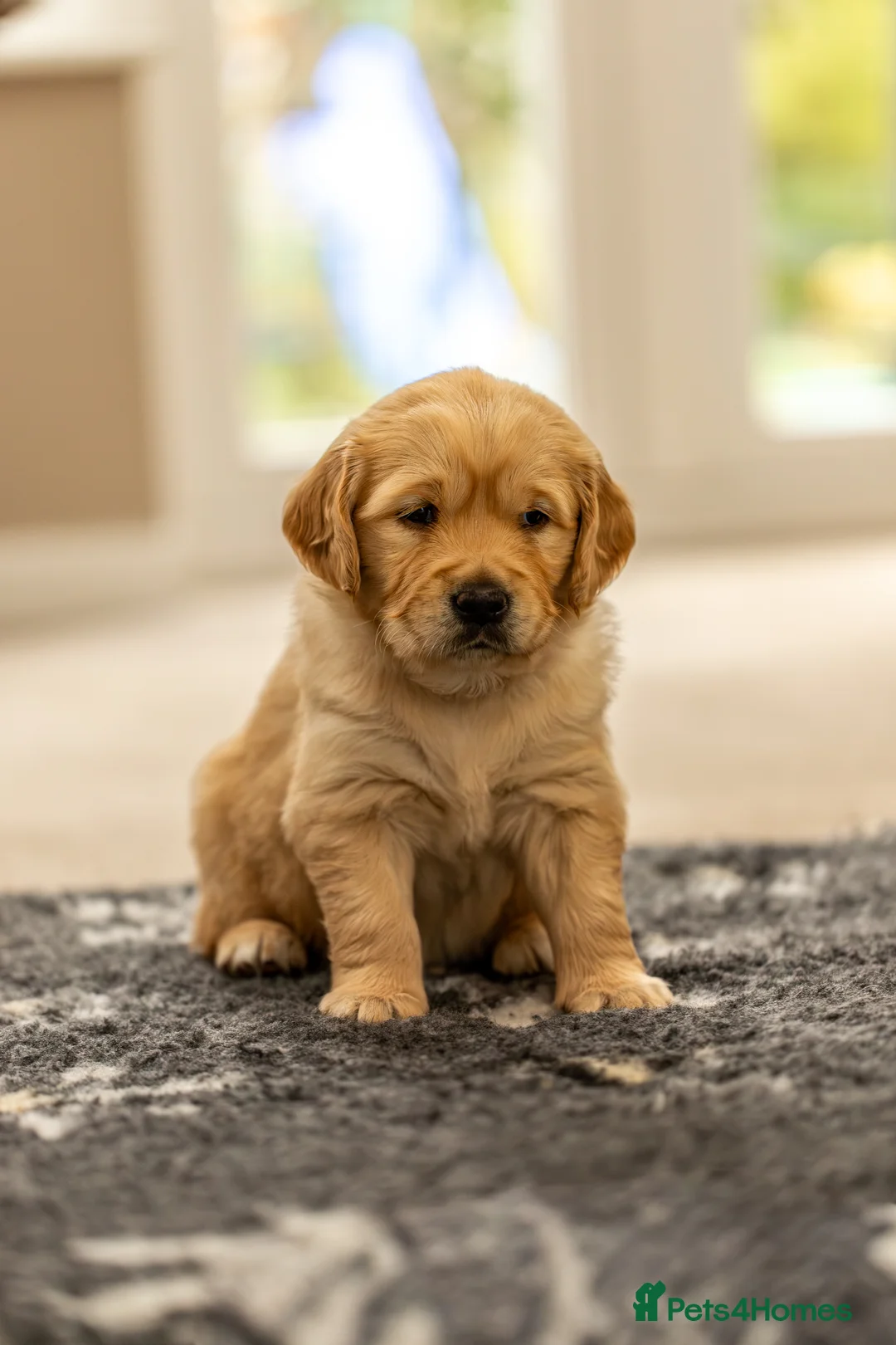 Golden Retriever dogs for sale: Stunning Golden Retriever Puppies -£2,200 in Wimborne - Advert 8