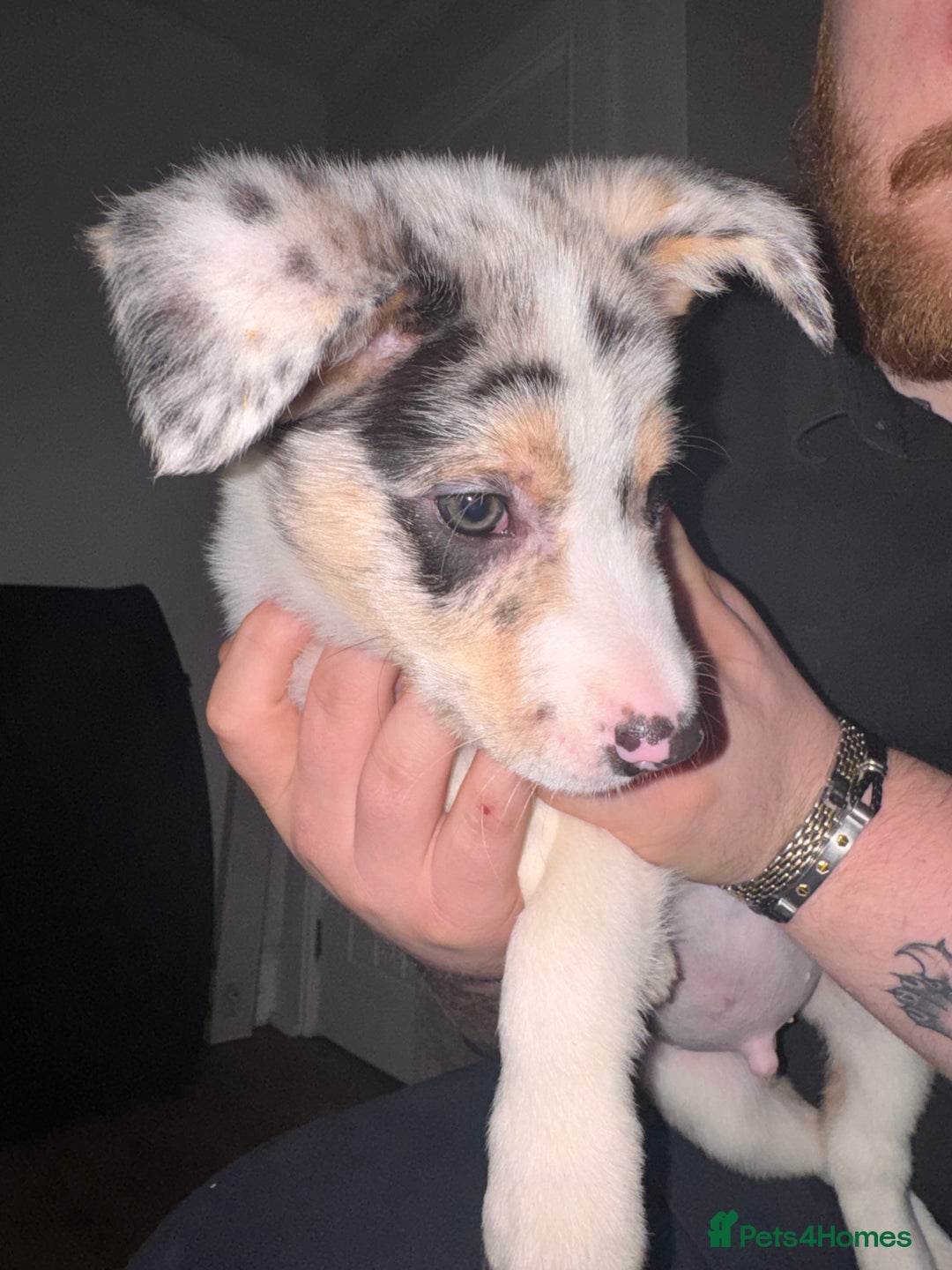 Border Collie dogs for sale: Blue Merle Border Collie - Advert 4