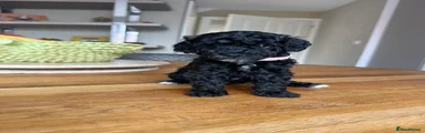 Toy Poodle (light pink collar)