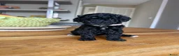 Toy Poodle dogs for sale: Toy poodles puppies  - Advert 10