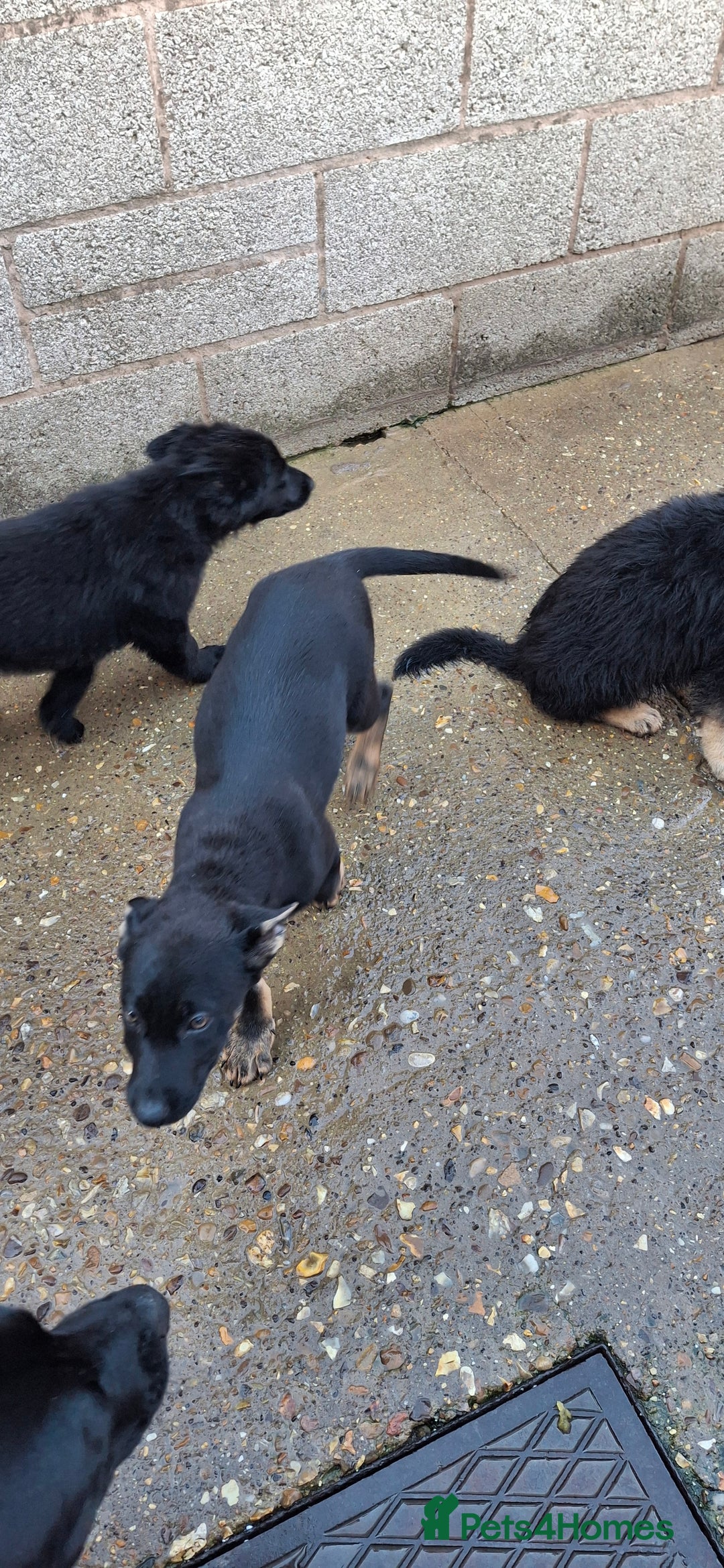 German Shepherd dogs for sale: For sale  - Image 3