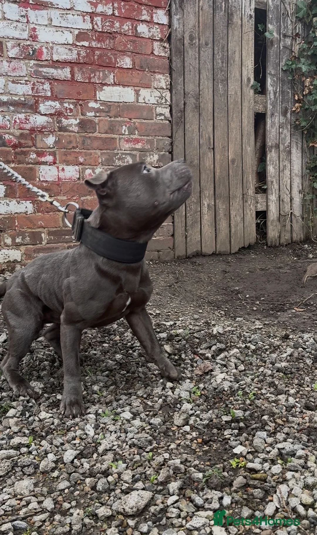 Staffordshire Bull Terrier dogs for stud: Elite Staffy Bullet - Advert 6