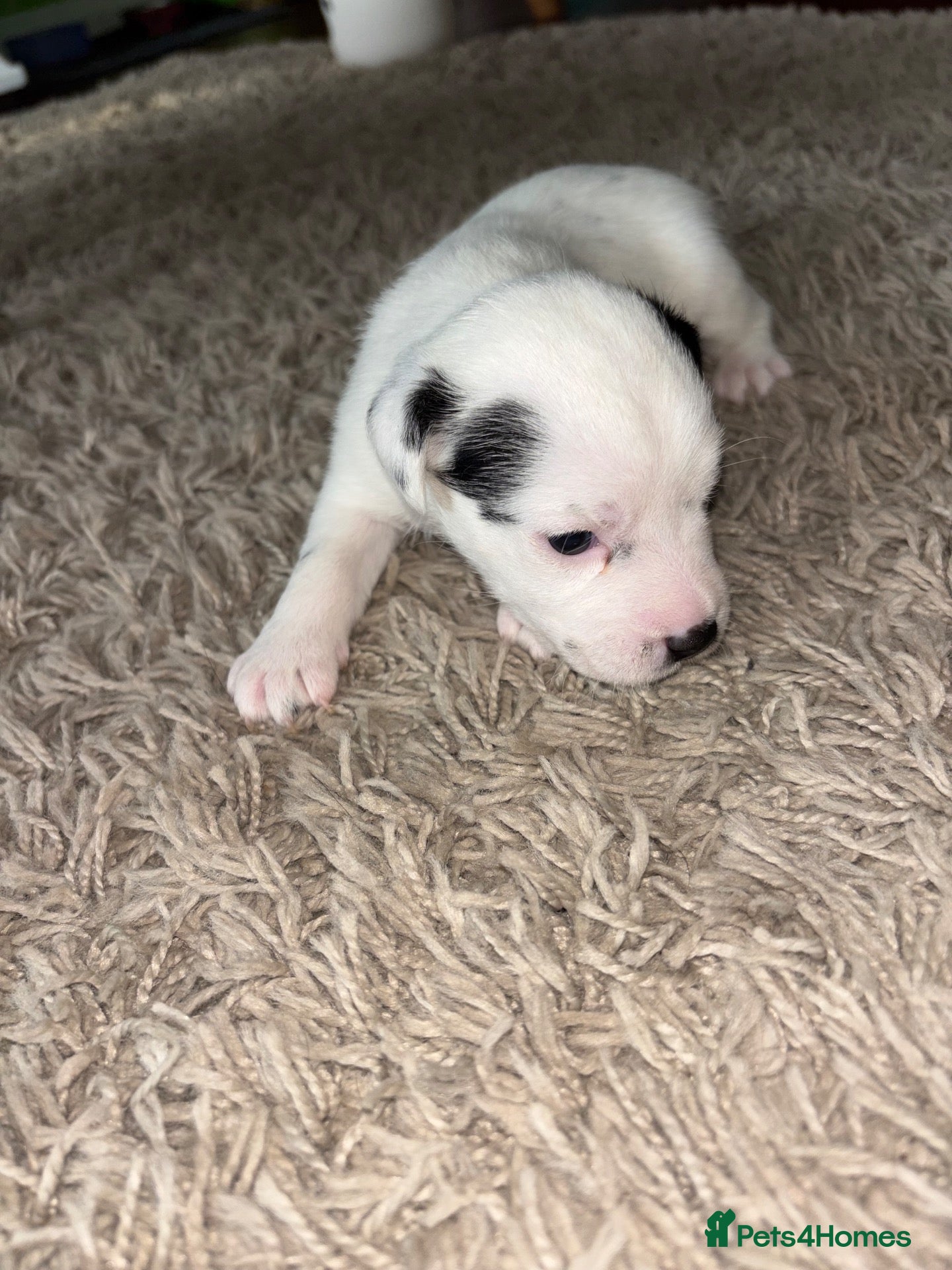 Mixed Breed dogs Jack Russell cross pups - Advert 2