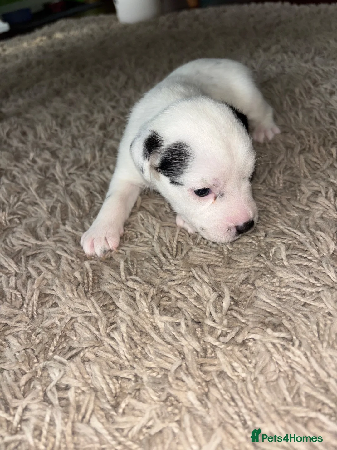 Mixed Breed dogs for sale: Jack Russell cross pups in Stoke-on-Trent - Advert 1