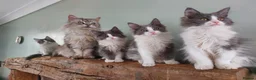 Maine Coon cats for sale: Maine Coon x Ragdoll 12 week kittens 2 male 2 fem - Advert 3
