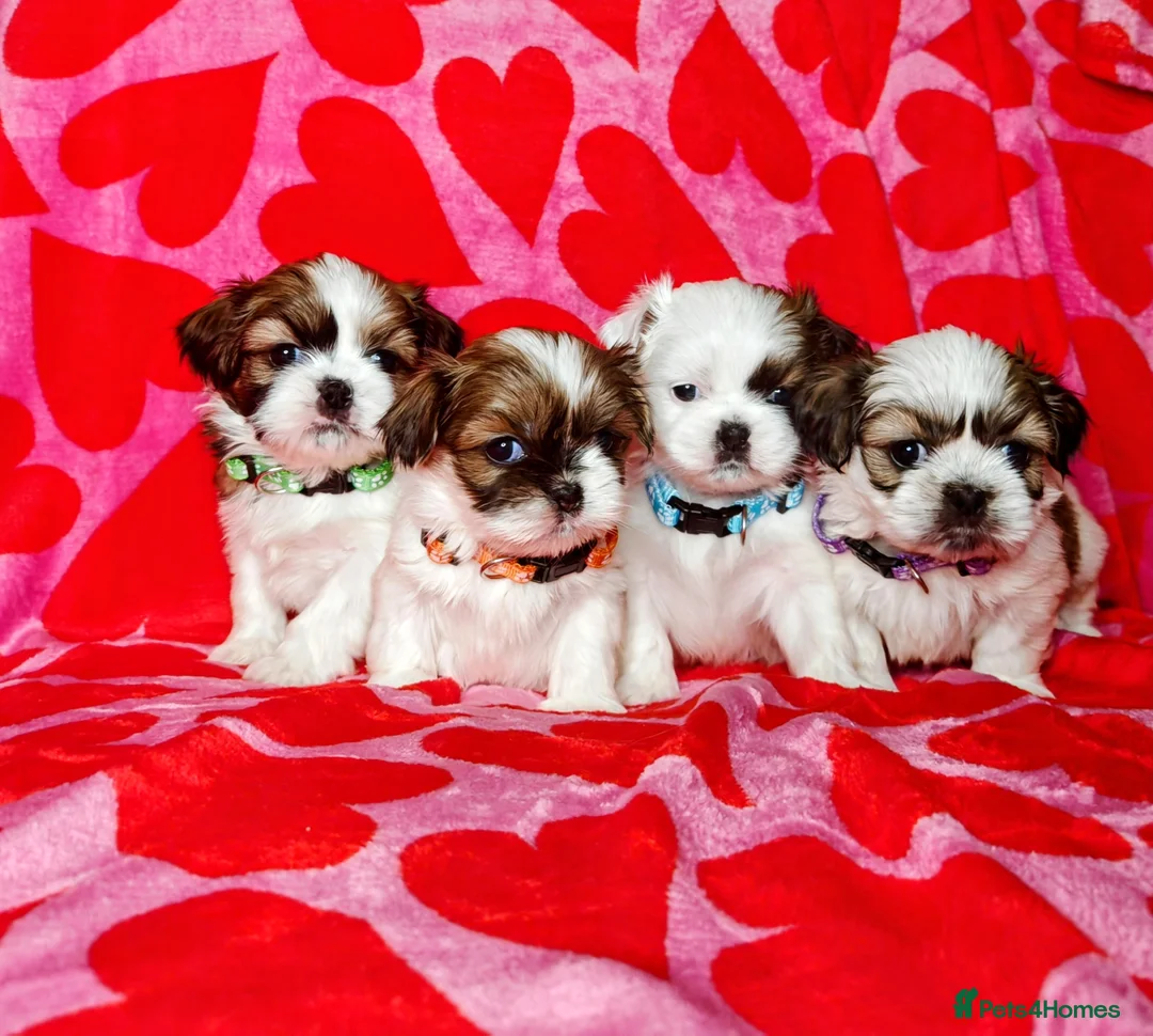 Shih Tzu dogs for sale: ❤️Beautiful pure bred shih tzu.😍😘 - Advert 1