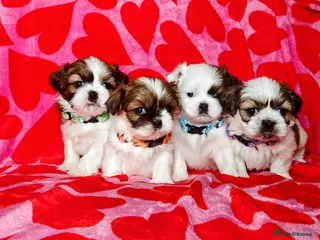 Shih Tzu dogs ❤️Beautiful pure bred shih tzu.😍😘 - Advert 4