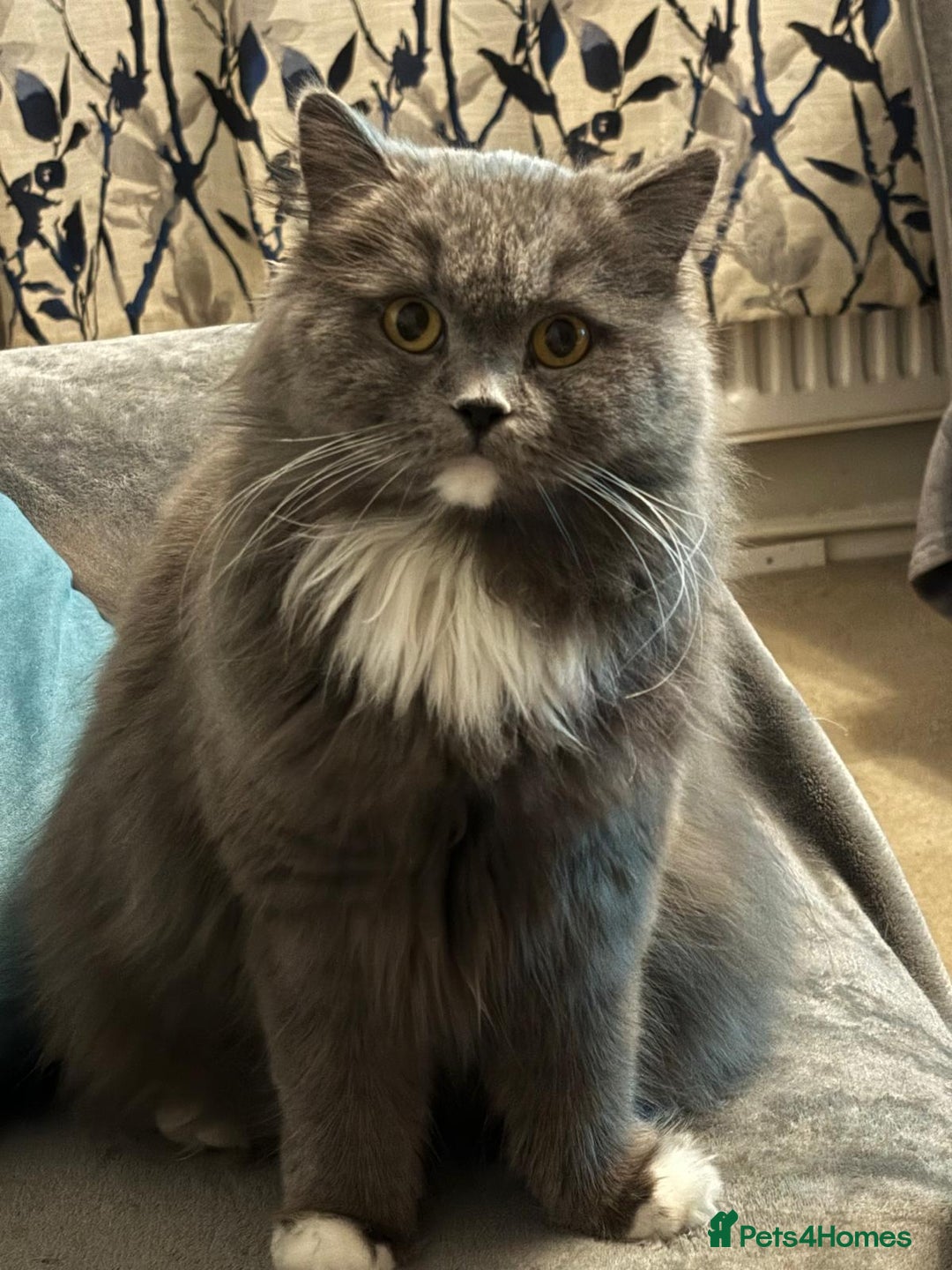 British Shorthair cats for sale: beautiful and cute kitten for sale  - Image 15