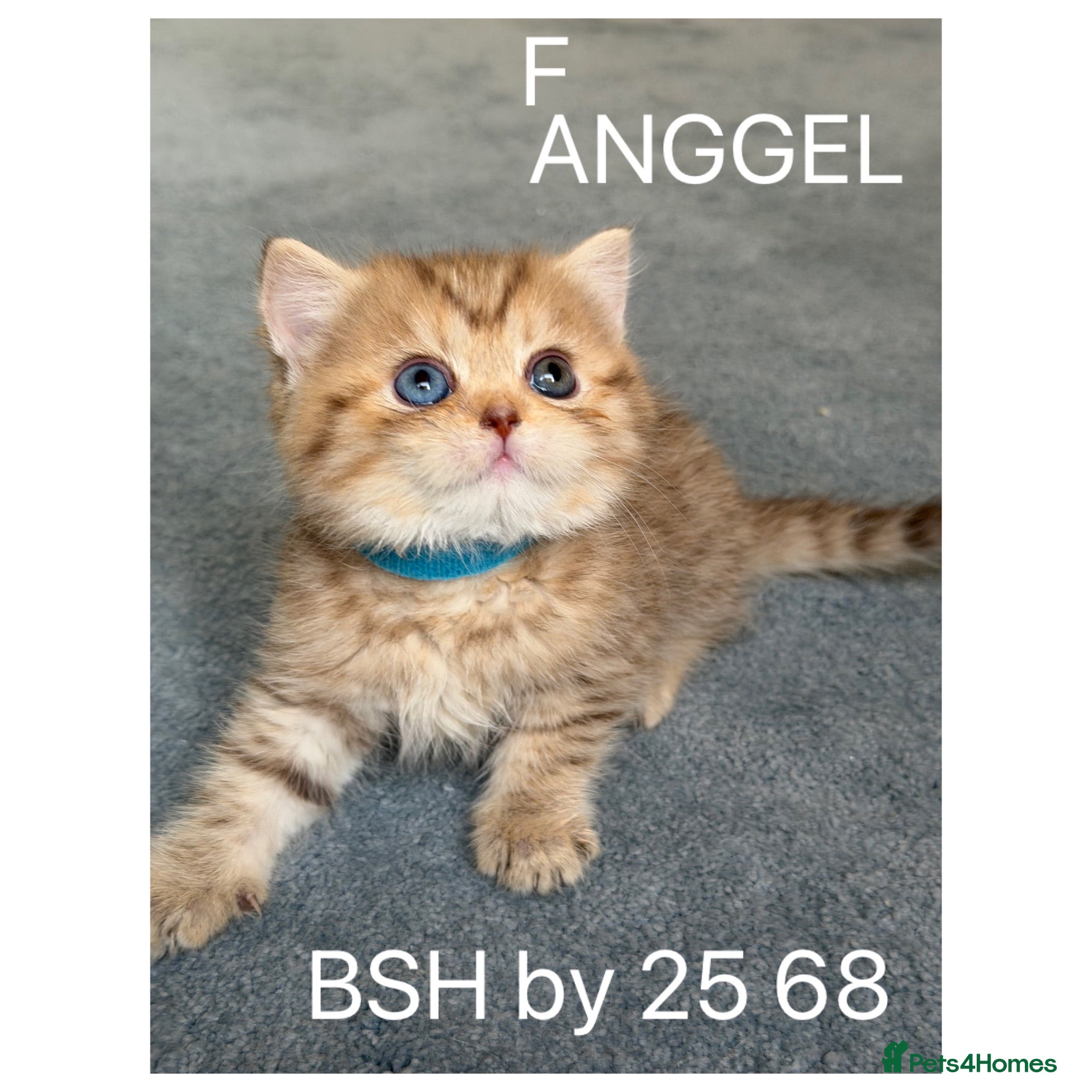 British Shorthair cats British sh odd/blue eyed adorable kittens GCCF  - Advert 8
