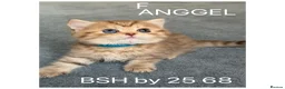 British Shorthair cats for sale: British sh odd/blue eyed adorable kittens GCCF  - Advert 2