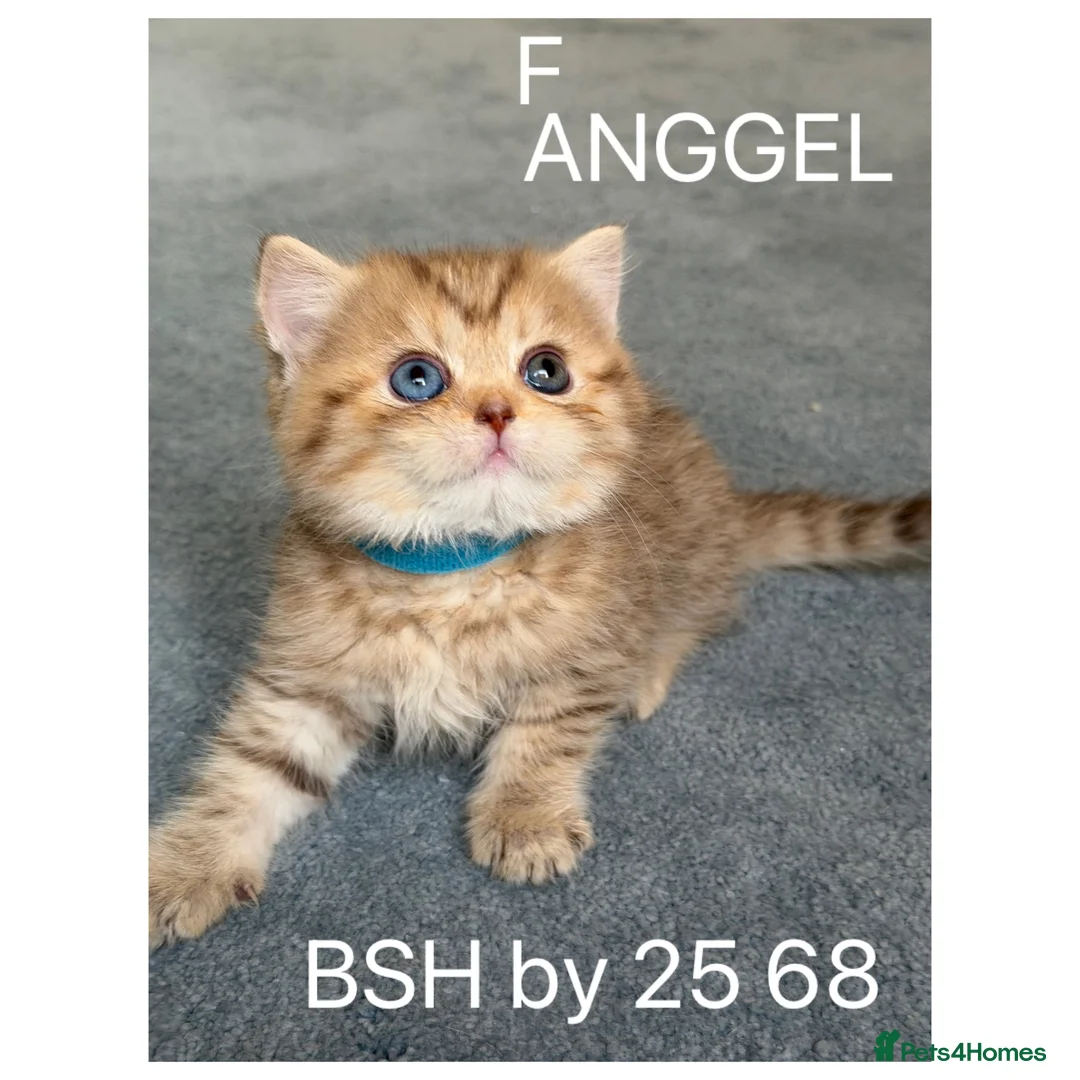 British Shorthair cats for sale: British sh odd/blue eyed adorable kittens GCCF  - Advert 2