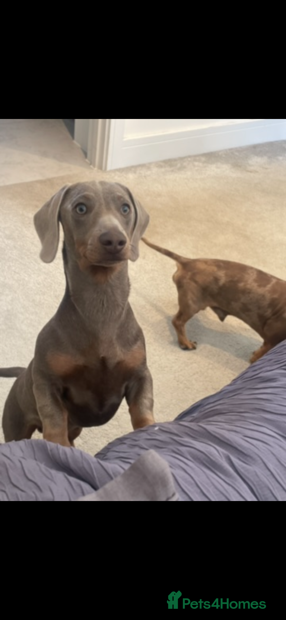 Dachshund dogs ISABELLA dachshund for stud  - Advert 1