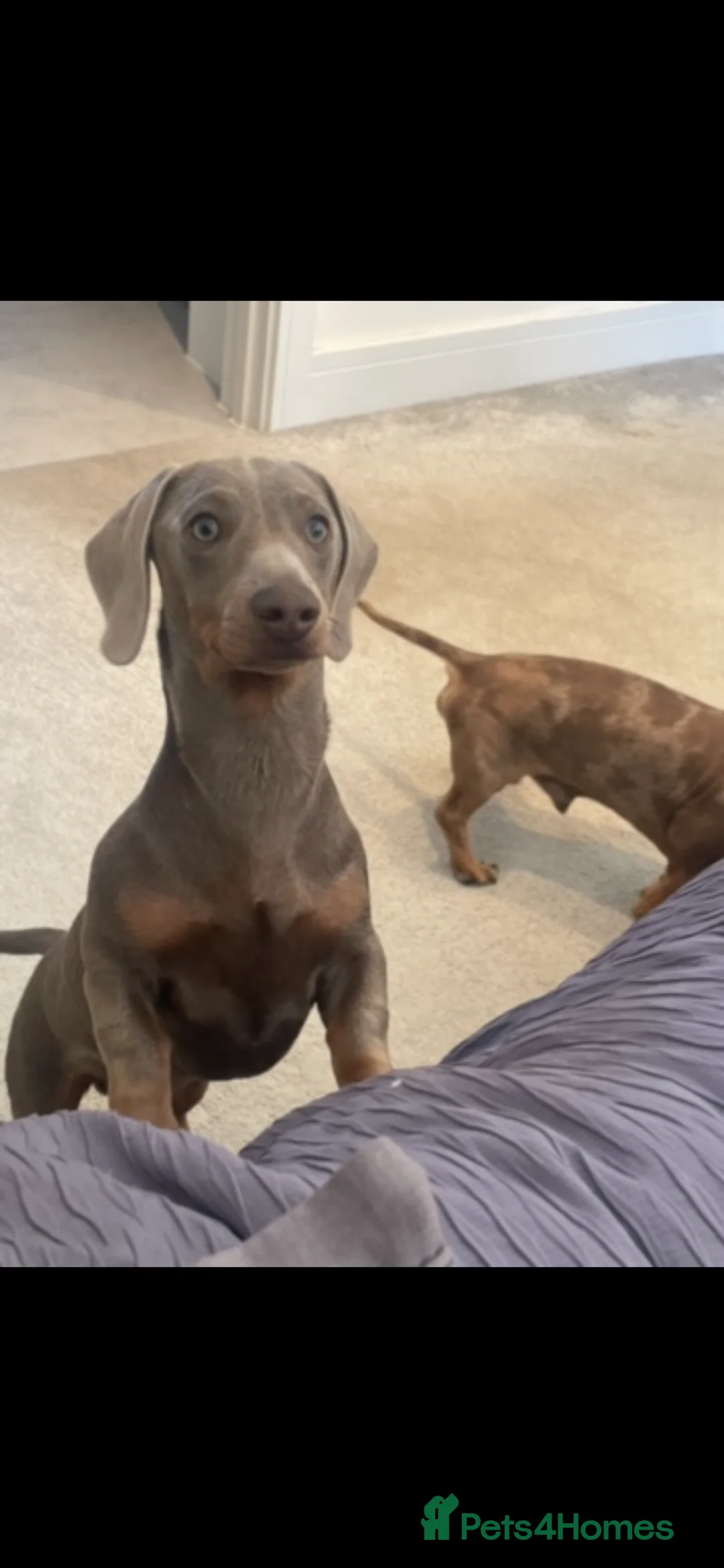 Dachshund dogs for stud: ISABELLA dachshund for stud  - Advert 1