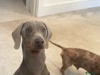 Dachshund dogs ISABELLA dachshund for stud - Advert 1