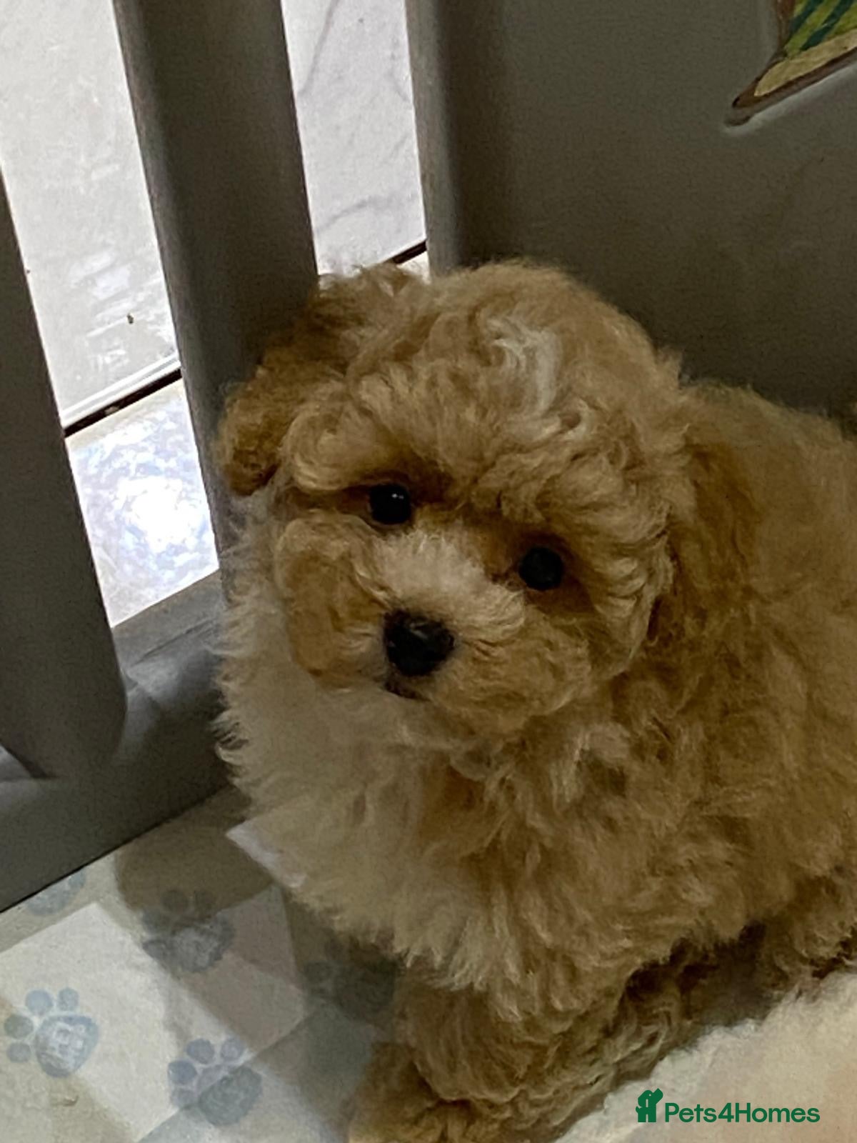 Maltipoo dogs Multipoo - Advert 4