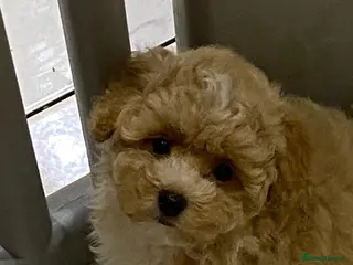 Maltipoo dogs Multipoo - Advert 1