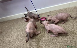 Sphynx cats for sale: Beautiful Pure Sphynx Kittens – Ready Now! - Image 32