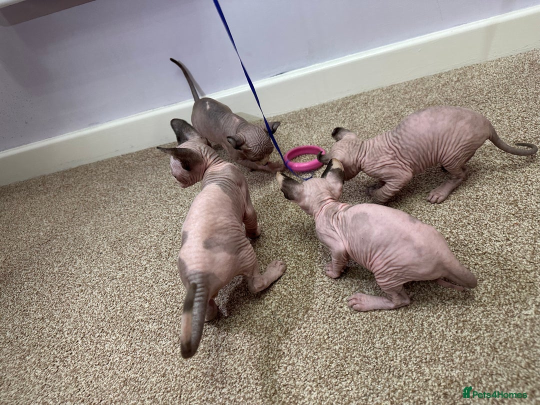 Sphynx cats for sale: Beautiful Pure Sphynx Kittens – Ready Now! - Image 32