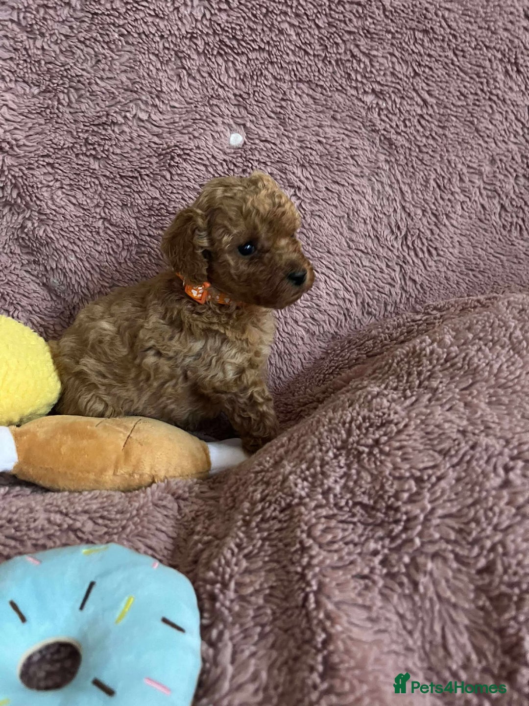 Miniature Poodle dogs for sale: Miniature Poodles!!! - Advert 17