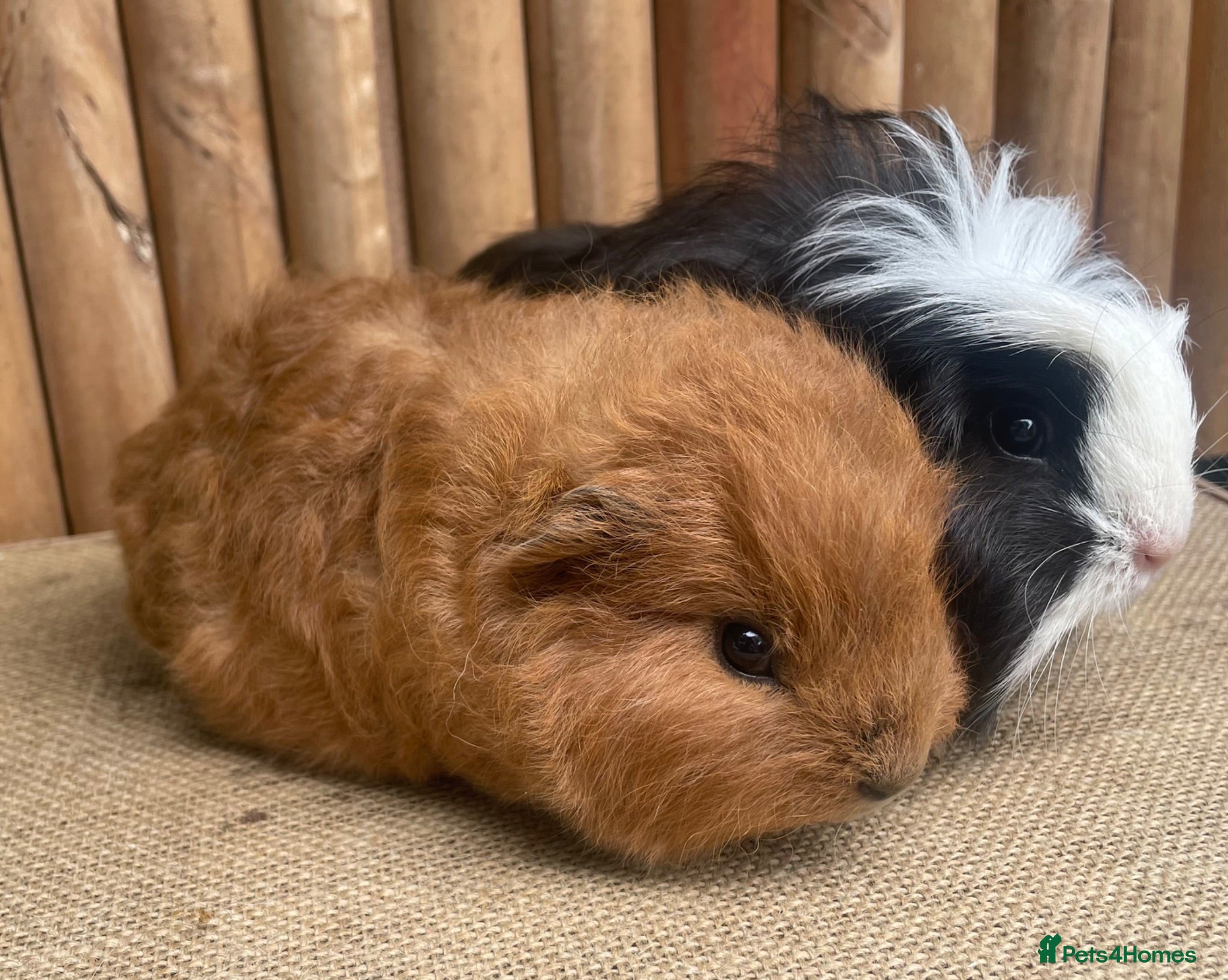 Guinea Pig rodents Pretty baby boars - Advert 13