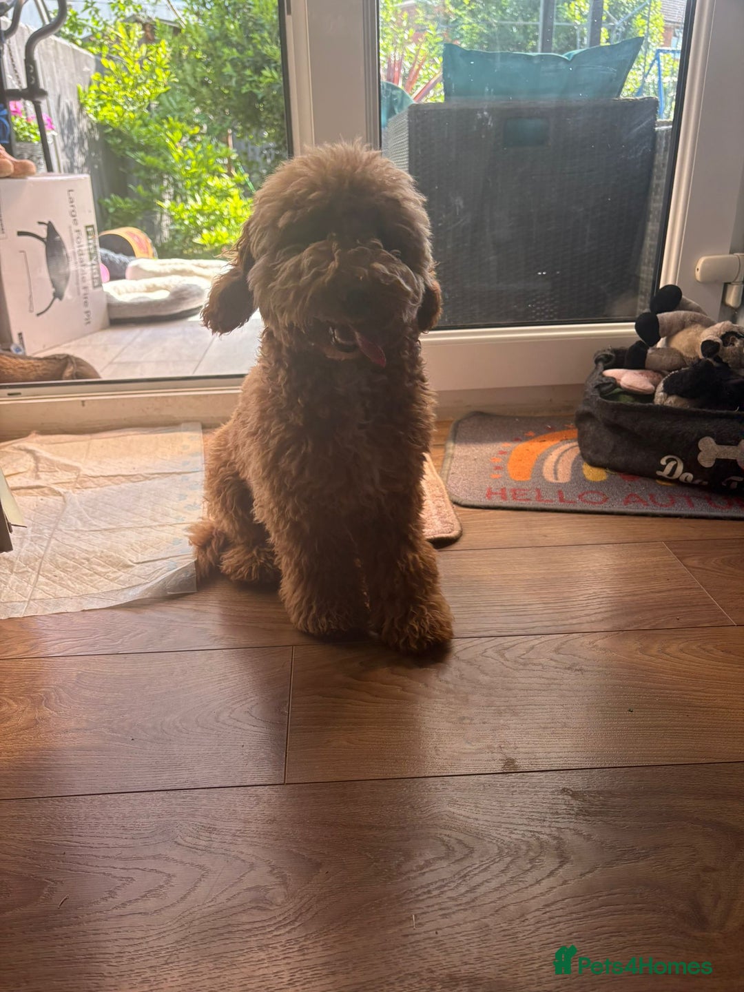 Miniature Poodle dogs for sale: Price reduction £650. Beautiful boy mini poodle  - Image 3