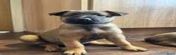 Mixed Breed dogs for sale: Belgian Malinois X Dutch Herder puppies.  - Advert 15