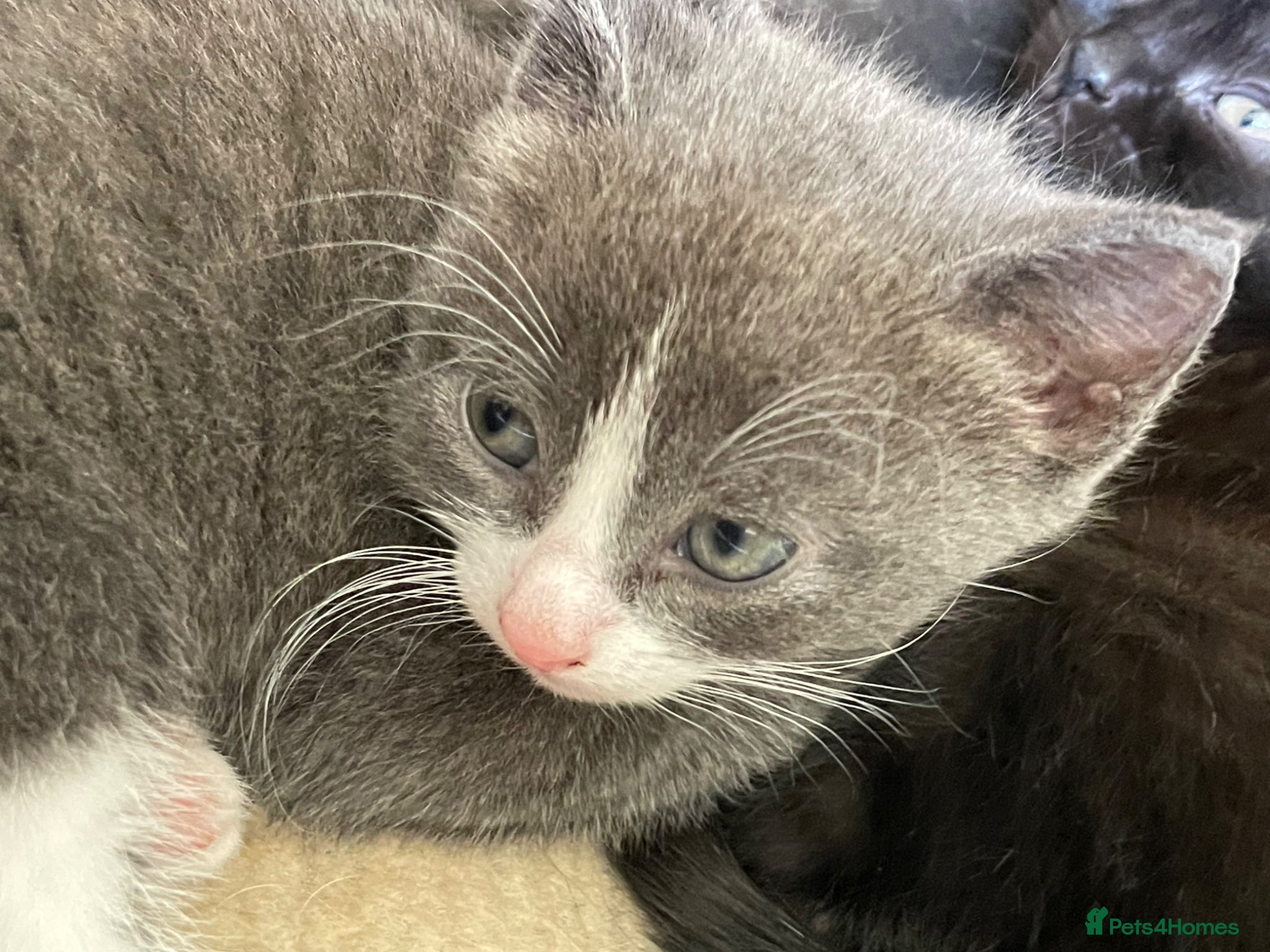 Russian Blue cats Beautiful Russian blue British shorthair cross  - Advert 1