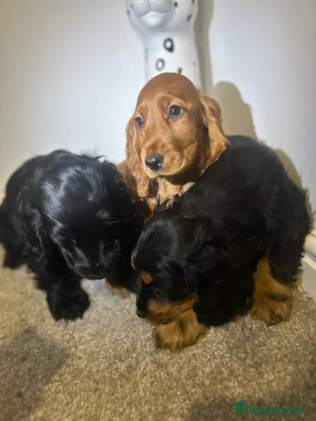 Cocker Spaniel dogs for sale: Three Cocker spaniels- Homes to pet homes only - Advert 6