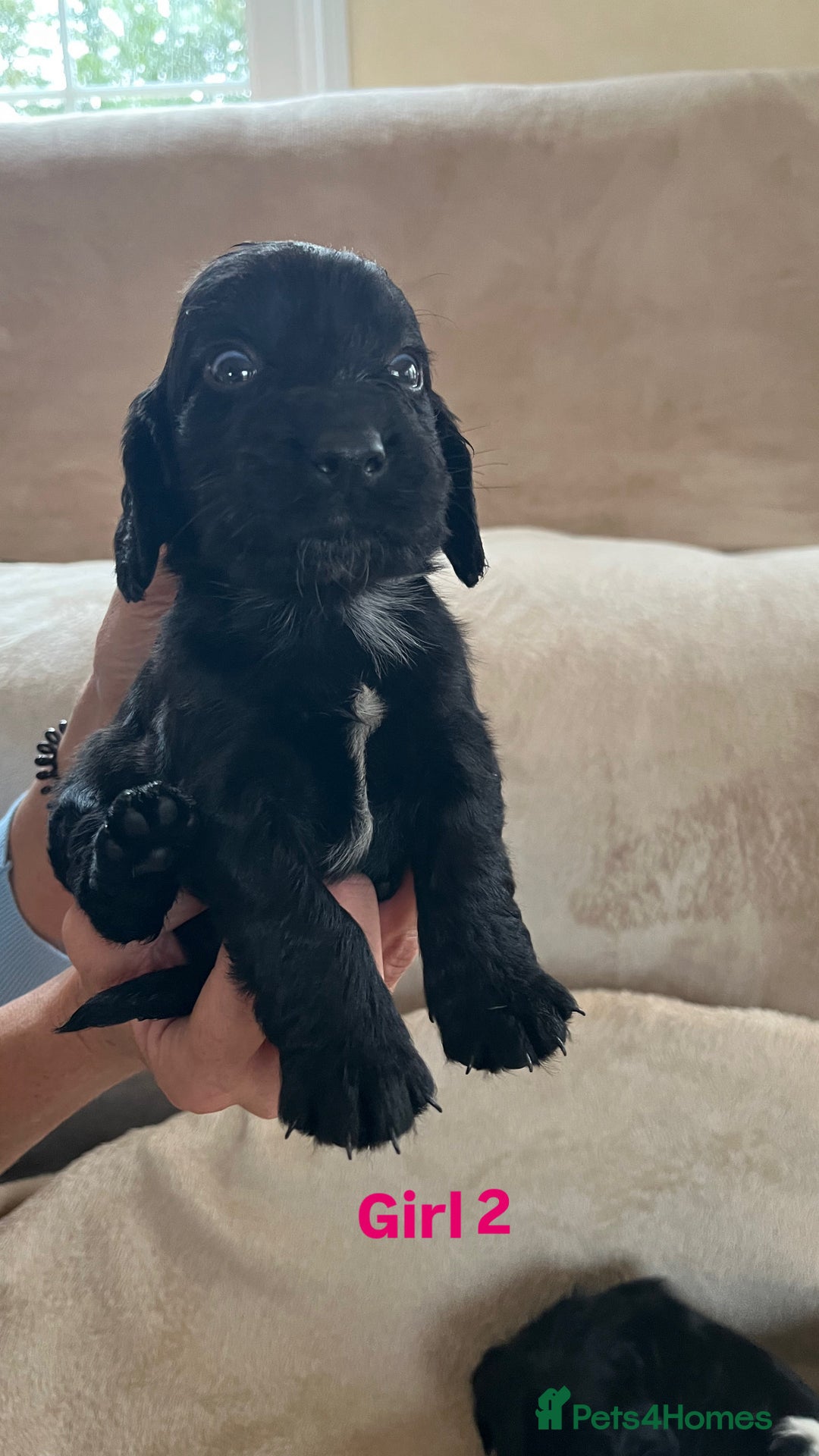 Cocker Spaniel dogs for sale: Cocker spaniel puppies for sale 🤩🐶 - Image 11