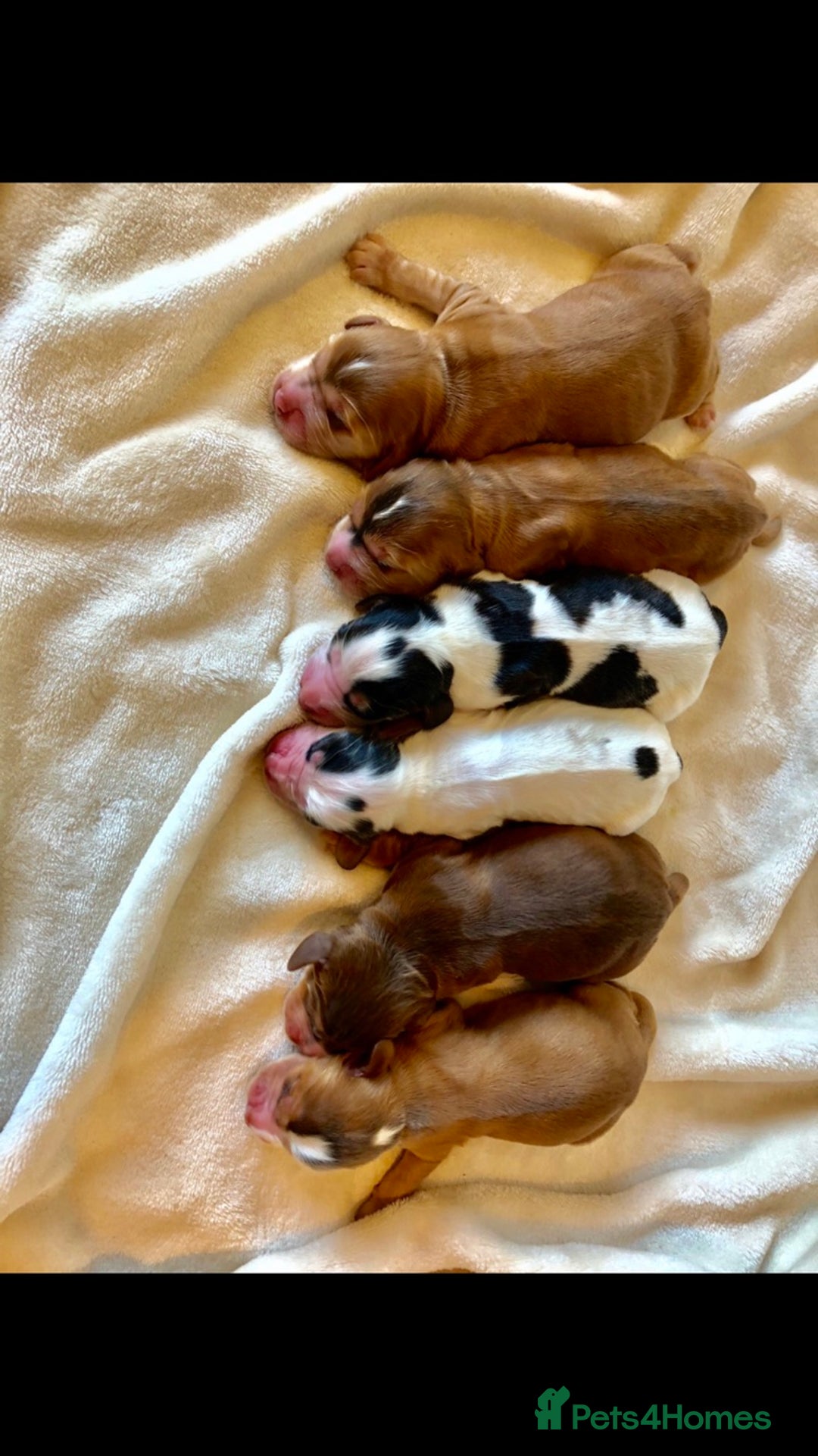 Cocker Spaniel dogs for stud: Show Cocker At Stud Highly Health Tested in Sandbach - Image 8