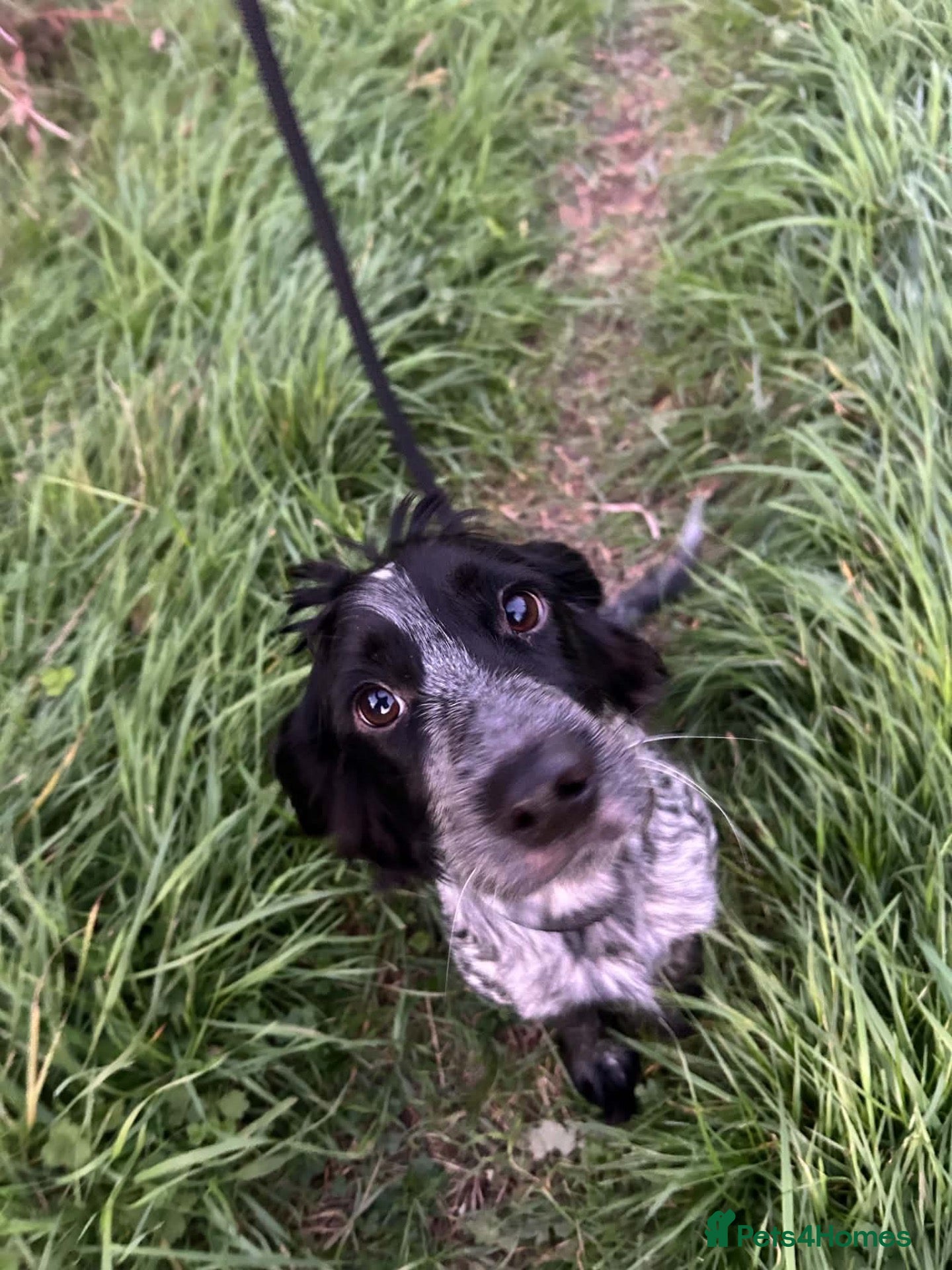 Cocker Spaniel dogs for sale: Cocker spaniel pups  - Advert 8